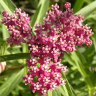 Swamp milkweed (Asclepias incarnata): flowers
