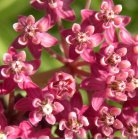 Swamp milkweed (Asclepias incarnata): flowers closer