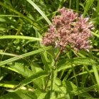 Joe-Pye weed (Eupatorium purpureum):
