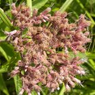 Joe-Pye weed (Eupatorium purpureum): flowers