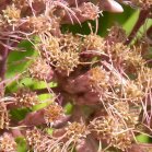 Joe-Pye weed (Eupatorium purpureum): flowers closer