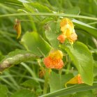 Spotted jewelweed (Impatiens capensis):