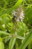 Bumblebee (Bombus sp): on Marsh hedge-nettle (Stachys palustris)