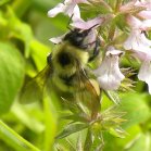 Bumblebee (Bombus sp): on Marsh hedge-nettle (Stachys palustris) closer
