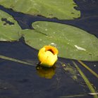 Yellow pond-lily (Nuphar lutea):
