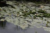 Yellow pond-lily (Nuphar lutea): many