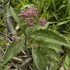 Joe-Pye weed (Eupatorium purpureum): in bud