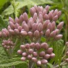 Joe-Pye weed (Eupatorium purpureum): buds