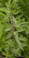 Wild mint (Mentha arvensis): plant