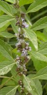Wild mint (Mentha arvensis): flowers
