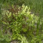 Wild cucumber (Echinocystis lobata): plant in bloom