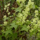 Wild cucumber (Echinocystis lobata): flowers and leaves