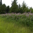 Fireweed (Epilobium angustifolium): many in bloom