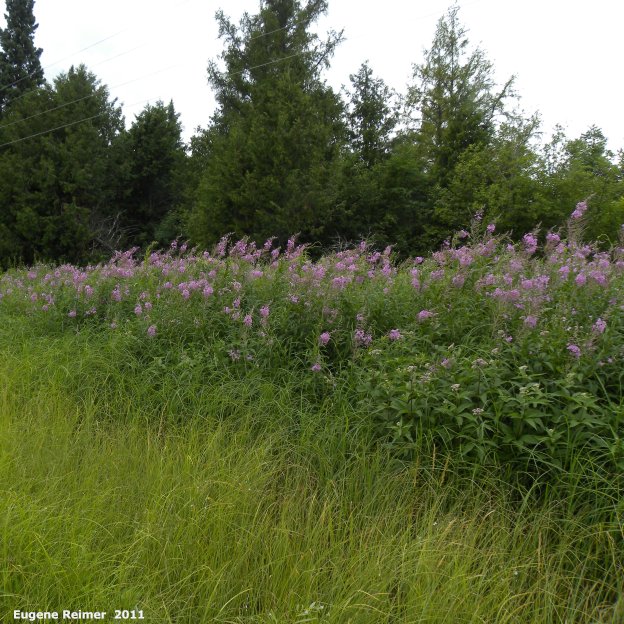 IMG 2011-Aug03 at Road 38E between Patricia Beach and Beaconia Beach MB:  Fireweed (Epilobium angustifolium) many in bloom
