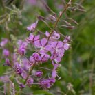Fireweed (Epilobium angustifolium):