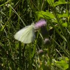 Cabbage white butterfly (Pieris rapae): on thistle bad