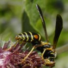 Hornet (Vespa sp): on Woolly burdock (Arctium tomentosum)