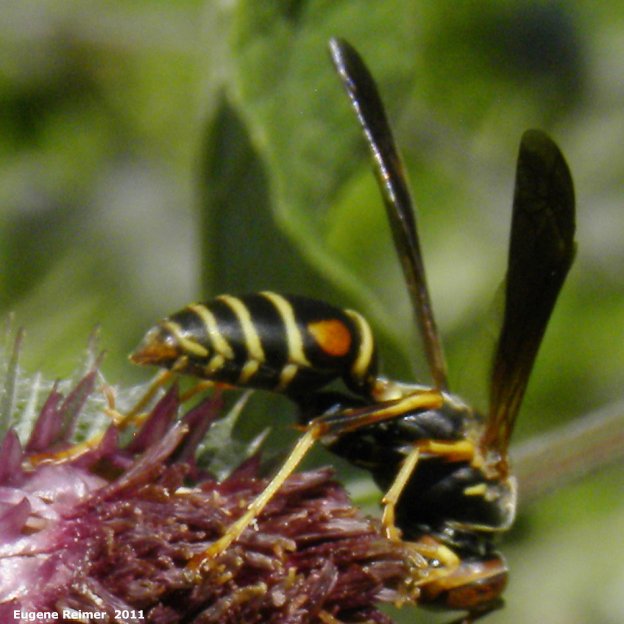 IMG 2011-Aug04 at Winnipeg:&nbsp; Hornet (Vespa sp) on Woolly burdock (Arctium tomentosum)