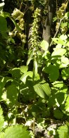 Broad-leaved helleborine (Epipactis helleborine): plant with fresh pods