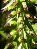 Broad-leaved helleborine (Epipactis helleborine): fresh pods