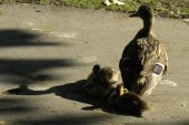 Mallard (Anas platyrhynchos): female with duckings
