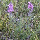 Purple loosestrife (Lythrum salicaria): plant pair
