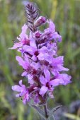 Purple loosestrife (Lythrum salicaria): flowers