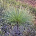 unidentified: Grass (Poaceae sp) or Sedge (Cyperaceae sp)