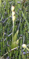Loesels false-twayblade (Liparis loeselii): seedpods