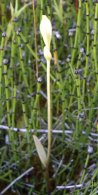 Rose pogonia (Pogonia ophioglossoides): seedpod
