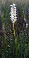 Hooded ladies-tresses (Spiranthes romanzoffiana): plant