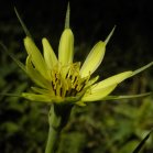 Goatsbeard (Tragopogon sp): flower