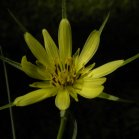 Goatsbeard (Tragopogon sp): flower
