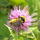 Bumblebee (Bombus sp): on Thistle (Cirsium sp)