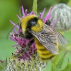 Bumblebee (Bombus sp): on Thistle (Cirsium sp)