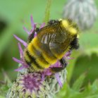 Bumblebee (Bombus sp): on Thistle (Cirsium sp)