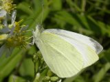 Sulphur butterfly (Coliadinae sp): on Many-flowered aster (Symphyotrichum ericoides)