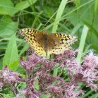 Fritillary butterfly (Argynnini sp): on Joe-Pye weed (Eupatorium purpureum)