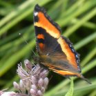 Milberts tortoiseshell butterfly (Aglais milberti): on Joe-Pye weed (Eupatorium purpureum)