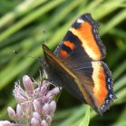 Milberts tortoiseshell butterfly (Aglais milberti): on Joe-Pye weed (Eupatorium purpureum)