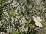 Low prairie-rose (Rosa arkansana): plant in bloom