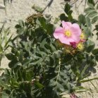 Low prairie-rose (Rosa arkansana): plant in bloom