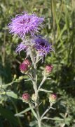 Meadow blazing-star (Liatris ligulistylis): plant in bloom