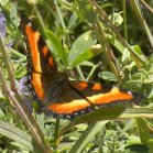 Milberts tortoiseshell butterfly (Aglais milberti): on Alfalfa (Medicago sativa)