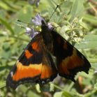 Milberts tortoiseshell butterfly (Aglais milberti): on Alfalfa (Medicago sativa)