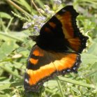 Milberts tortoiseshell butterfly (Aglais milberti): on Alfalfa (Medicago sativa)