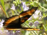 Milberts tortoiseshell butterfly (Aglais milberti): on Alfalfa (Medicago sativa)