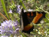 Milberts tortoiseshell butterfly (Aglais milberti): on Alfalfa (Medicago sativa)