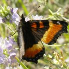 Milberts tortoiseshell butterfly (Aglais milberti): on Alfalfa (Medicago sativa)