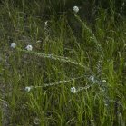 Hoary alyssum (Berteroa incana): plant in bloom